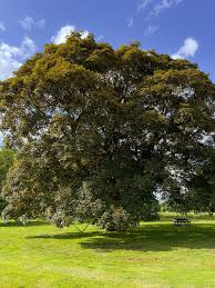 Attēlu rezultāti vaicājumam “Acer pseudoplatanus”
