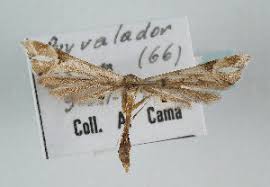 Attēlu rezultāti vaicājumam “Platyptilia sp.”