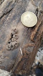 Attēlu rezultāti vaicājumam “Lycogala roseosporum spores”