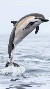 Image result for Stenella coeruleoalba