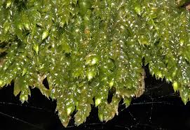 Attēlu rezultāti vaicājumam “Taxiphyllum wissgrillii”