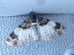 Attēlu rezultāti vaicājumam “Catarhoe cuculata”