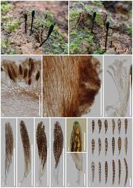 Attēlu rezultāti vaicājumam “Geoglossum sp.”