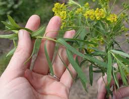 Attēlu rezultāti vaicājumam “Euphorbia virgata flower”