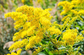 Image result for Solidago virgaurea