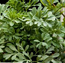Image result for Ruta graveolens