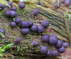 Attēlu rezultāti vaicājumam “Lycogala ustulatum”