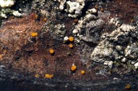 Attēlu rezultāti vaicājumam “Cinereomyces lindbladii”