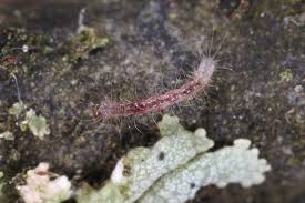 Attēlu rezultāti vaicājumam “Parascotia fuliginaria”