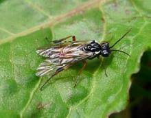 Attēlu rezultāti vaicājumam “Tenthredinidae”