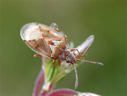 Attēlu rezultāti vaicājumam “Kleidocerys resedae imago”