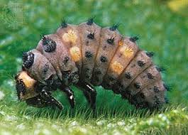 Attēlu rezultāti vaicājumam “Pyrochroidae larva”