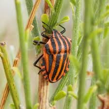 Attēlu rezultāti vaicājumam “Graphosoma lineatum”