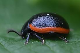 Attēlu rezultāti vaicājumam “Chrysolina sanguinolenta”