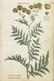 Image result for Tanacetum vulgare