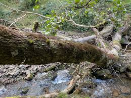 Attēlu rezultāti vaicājumam “Frullania tamarisci”