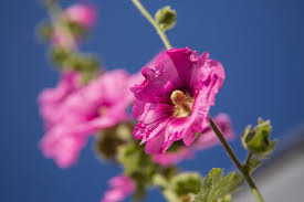 Image result for Stockrose