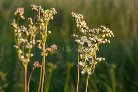 Attēlu rezultāti vaicājumam “Filipendula vulgaris flower”