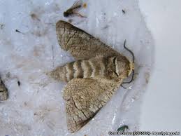 Attēlu rezultāti vaicājumam “Cossus cossus”