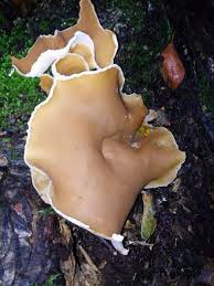 Attēlu rezultāti vaicājumam “Peziza flavida”