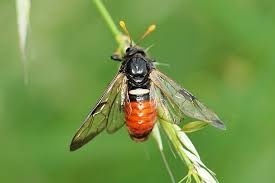 Attēlu rezultāti vaicājumam “Cimbex femoratus”