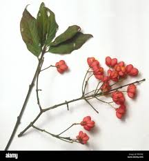 Attēlu rezultāti vaicājumam “Euonymus europaeus fruit”