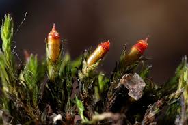 Attēlu rezultāti vaicājumam “Schistidium apocarpum”