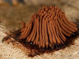 Attēlu rezultāti vaicājumam “Stemonitis herbatica”