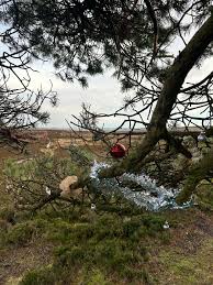 Image result for Blackhill Bounders