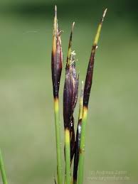 Attēlu rezultāti vaicājumam “Schoenus ferrugineus bud”