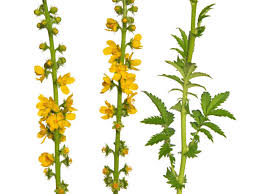 Image result for Agrimonia eupatoria