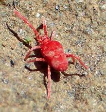 Attēlu rezultāti vaicājumam “Trombidiidae”