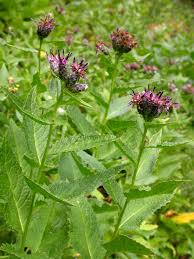 Attēlu rezultāti vaicājumam “Saussurea esthonica”