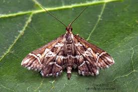 Attēlu rezultāti vaicājumam “Diasemia reticularis”