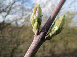 Attēlu rezultāti vaicājumam “Euonymus europaeus bud”