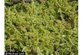 Attēlu rezultāti vaicājumam “Hypnum”