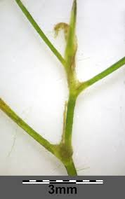 Attēlu rezultāti vaicājumam “Potamogeton trichoides”