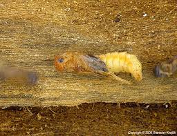 Attēlu rezultāti vaicājumam “Lymexylidae”