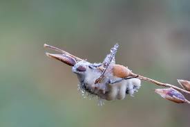 Attēlu rezultāti vaicājumam “Entomophthora”