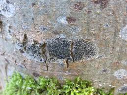 Attēlu rezultāti vaicājumam “Opegrapha atra”