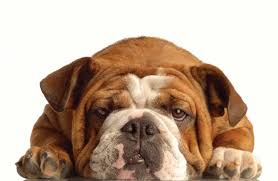 Image result for Bulldogs Power and strength