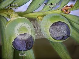 Attēlu rezultāti vaicājumam “Taxus baccata bud”