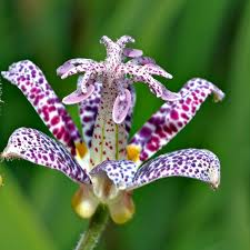 Image result for Tricyrtis `Black Beauty`