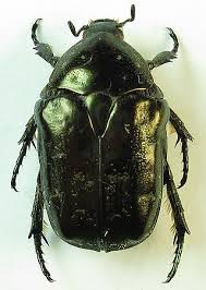 Attēlu rezultāti vaicājumam “Liocola lugubris”