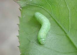 Attēlu rezultāti vaicājumam “Orthosia sp. larva”