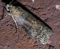 Attēlu rezultāti vaicājumam “Sciota adelphella”