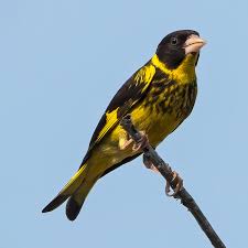 Attēlu rezultāti vaicājumam “Chloris chloris”