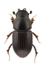 Attēlu rezultāti vaicājumam “Tetratoma fungorum”