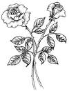 Flower Image Gallery Learn how