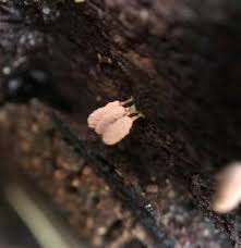 Attēlu rezultāti vaicājumam “Arcyria minuta”